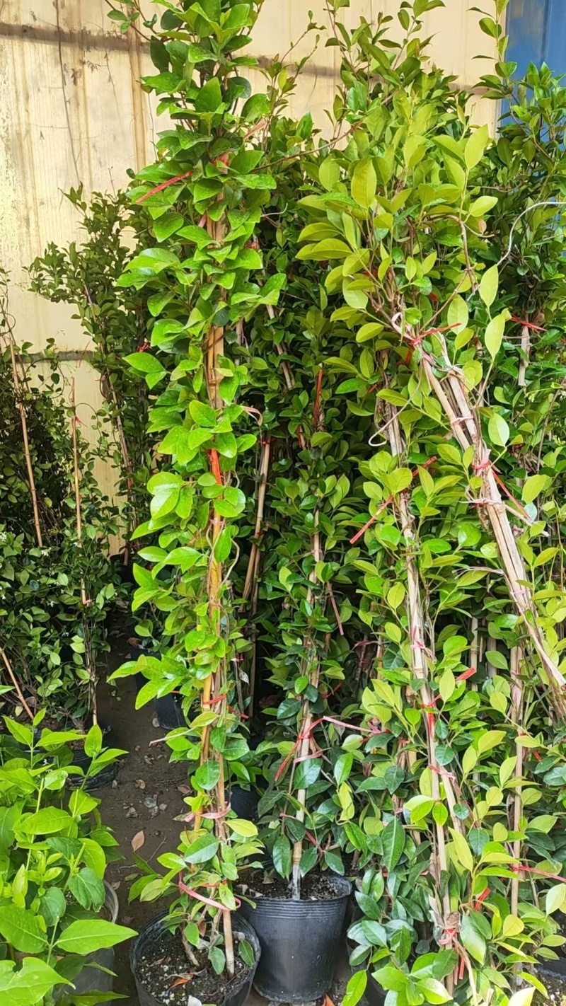 风车茉莉爬藤植物浓香型盆栽大苗耐寒拱门阳台
