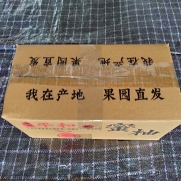 红心柚一件代发两个普通箱光果4-5斤