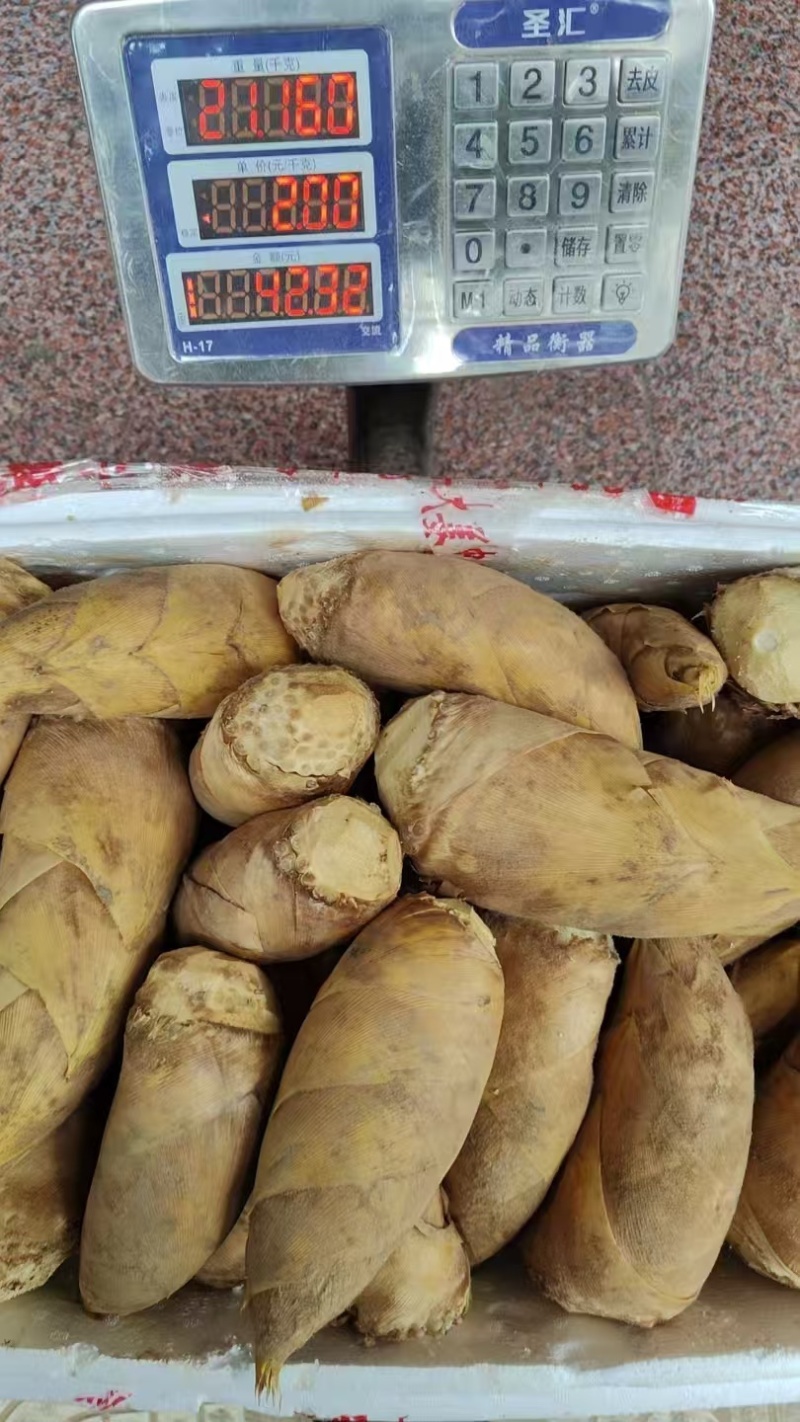 湖南永州冬笋，深山鲜采，脆嫩爽口，产地直供