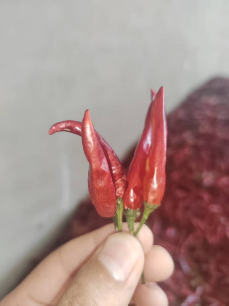 新一代内黄，全精品红干辣椒（源头产品，货源充足）