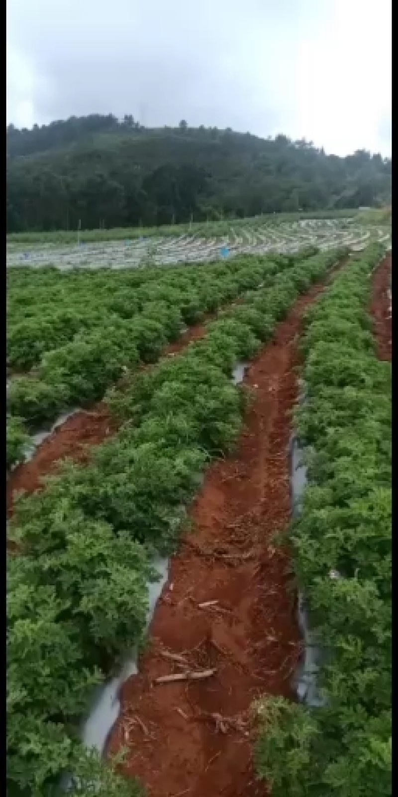 **的玫瑰天竺葵苗在这里