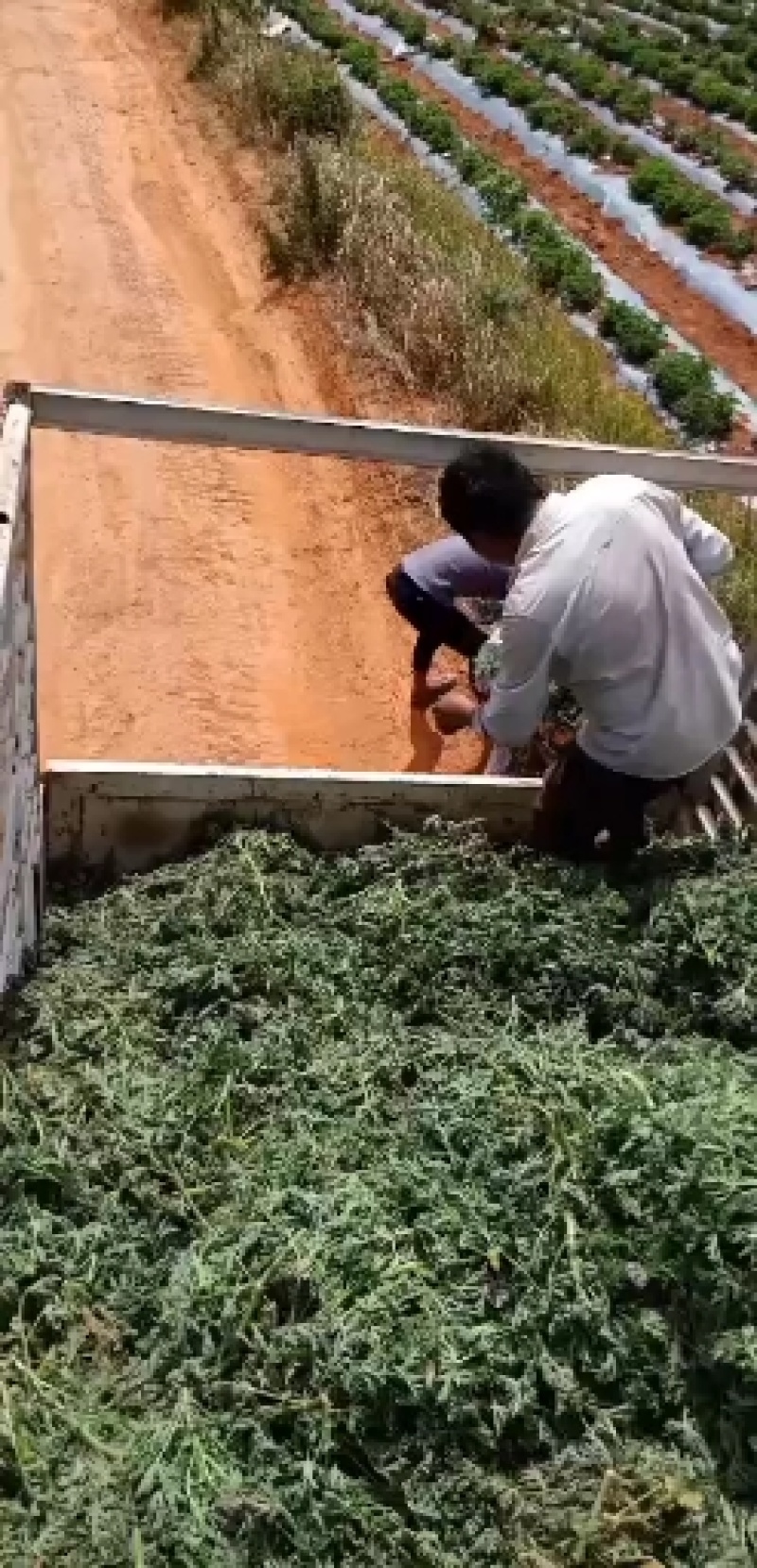 **的玫瑰天竺葵苗在这里