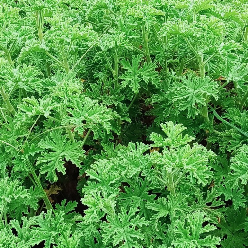**的玫瑰天竺葵苗在这里