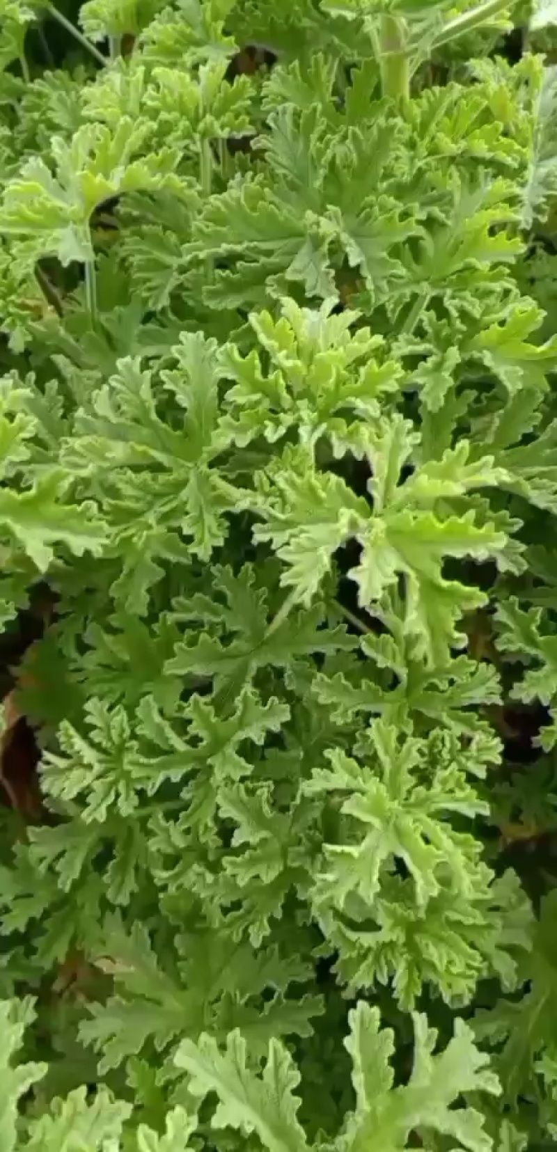**的玫瑰天竺葵苗在这里