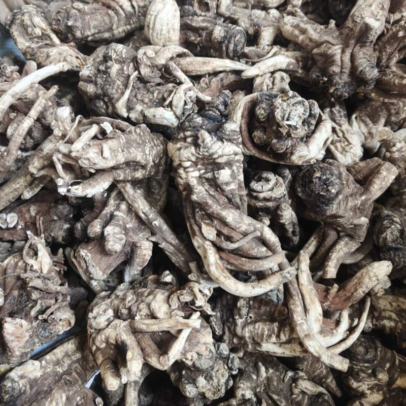 野生当归头大个头今年新货无虫足干味道浓香当归全当归批发