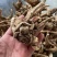 野生当归头大个头今年新货无虫足干味道浓香当归全当归批发