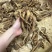 野生当归头大个头今年新货无虫足干味道浓香当归全当归批发