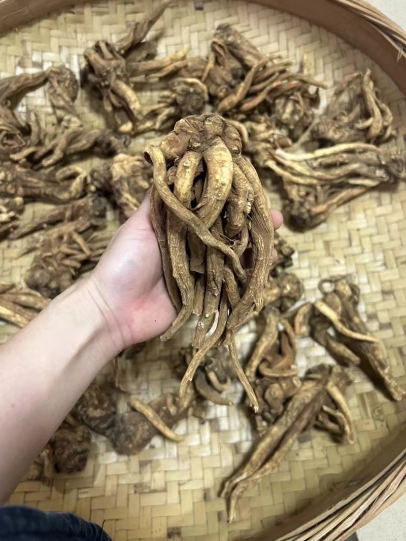 野生当归头大个头今年新货无虫足干味道浓香当归全当归批发