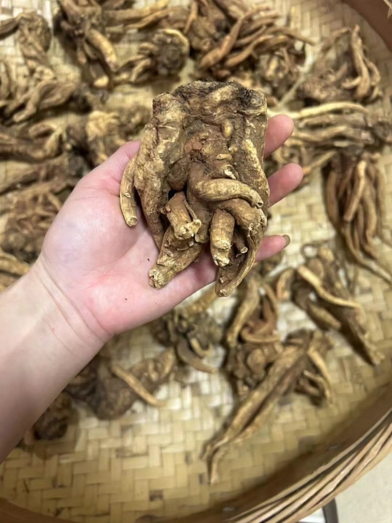 野生当归头大个头今年新货无虫足干味道浓香当归全当归批发