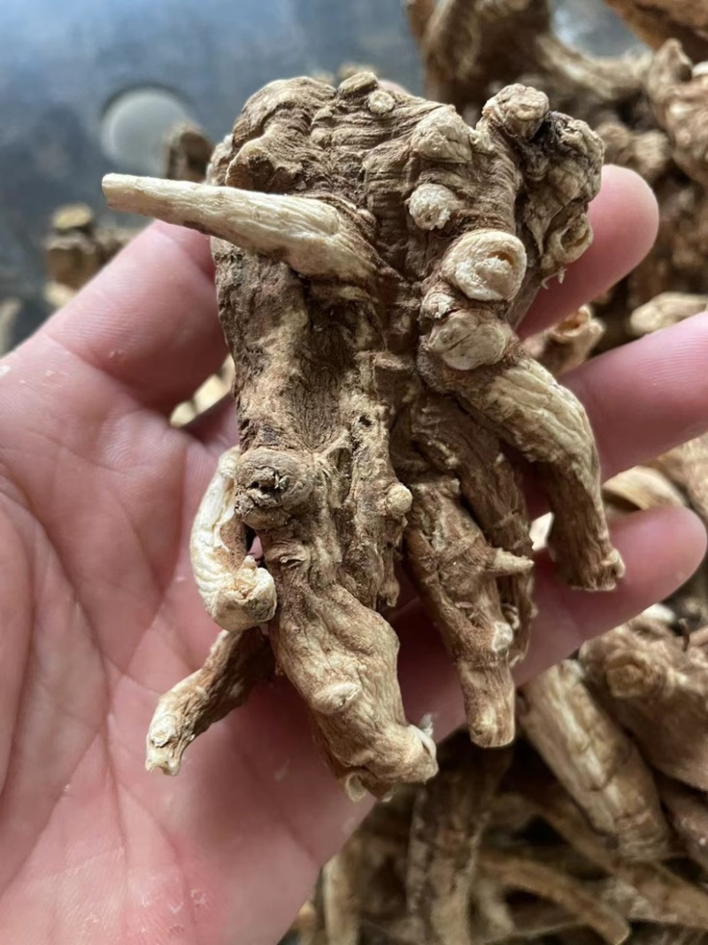 野生当归头大个头今年新货无虫足干味道浓香当归全当归批发