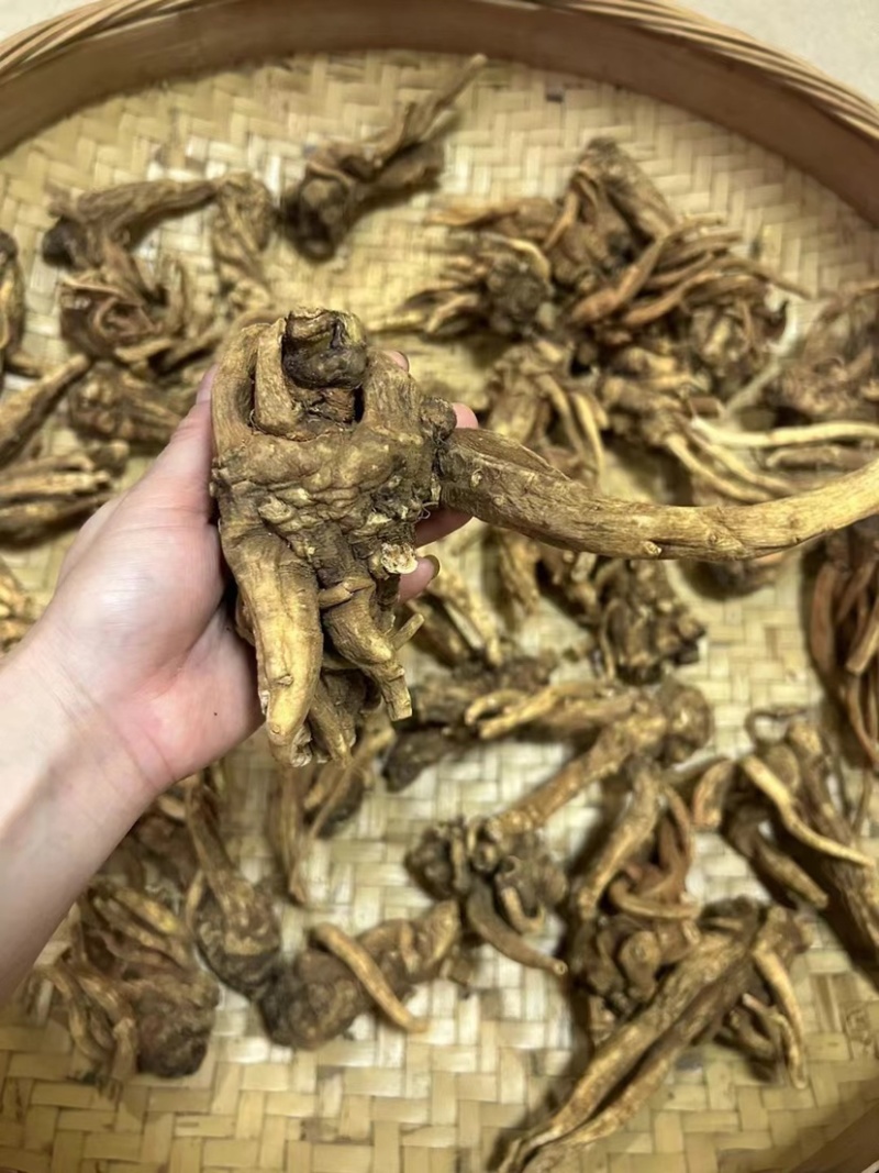 野生当归头大个头今年新货无虫足干味道浓香当归全当归批发