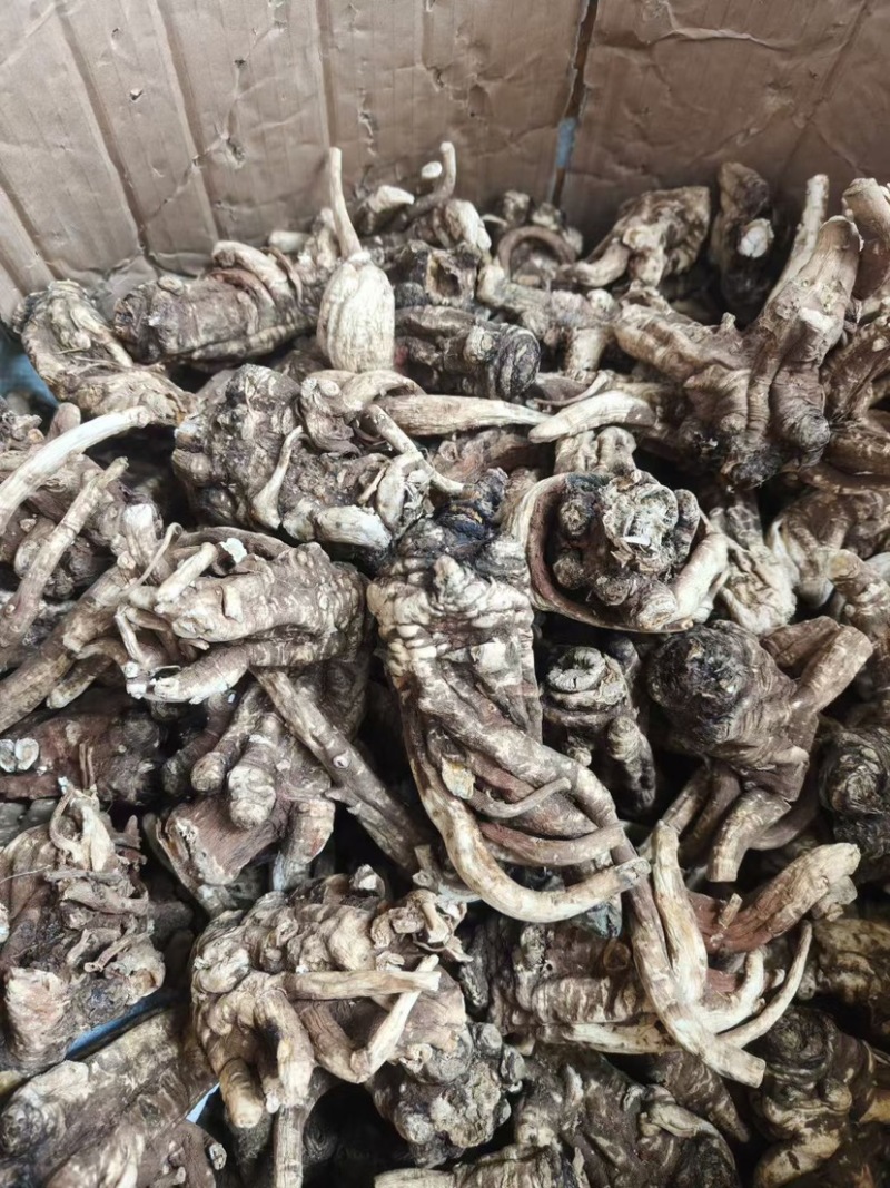 野生当归头大个头今年新货无虫足干味道浓香当归全当归批发