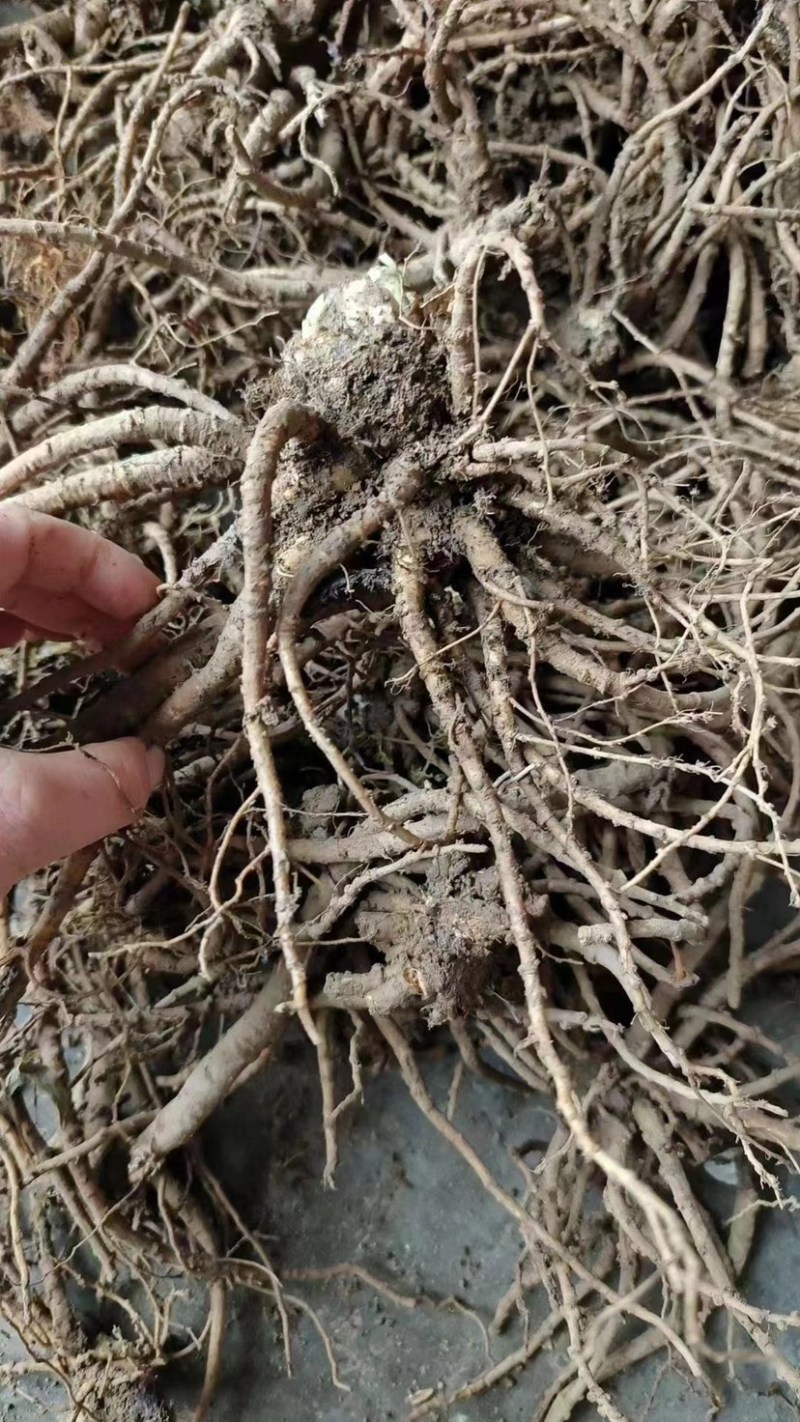 野生当归头大个头今年新货无虫足干味道浓香当归全当归批发