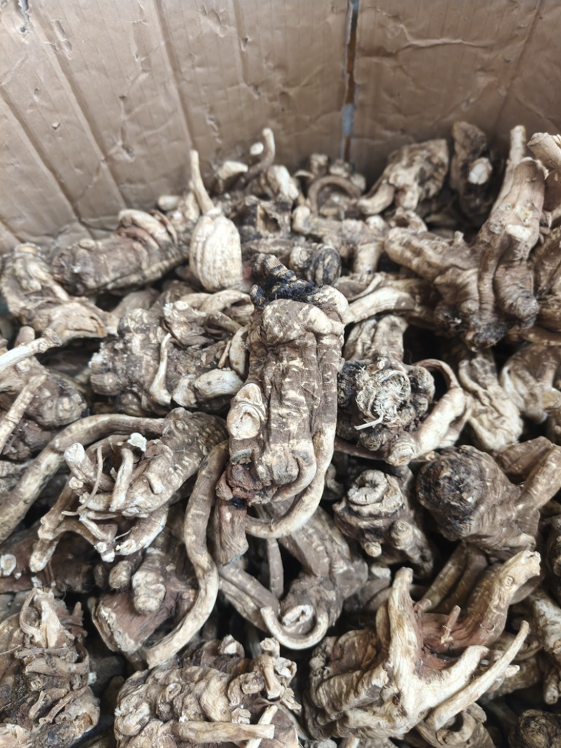 野生当归头大个头今年新货无虫足干味道浓香当归全当归批发