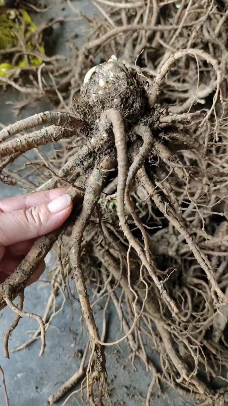野生当归头大个头今年新货无虫足干味道浓香当归全当归批发
