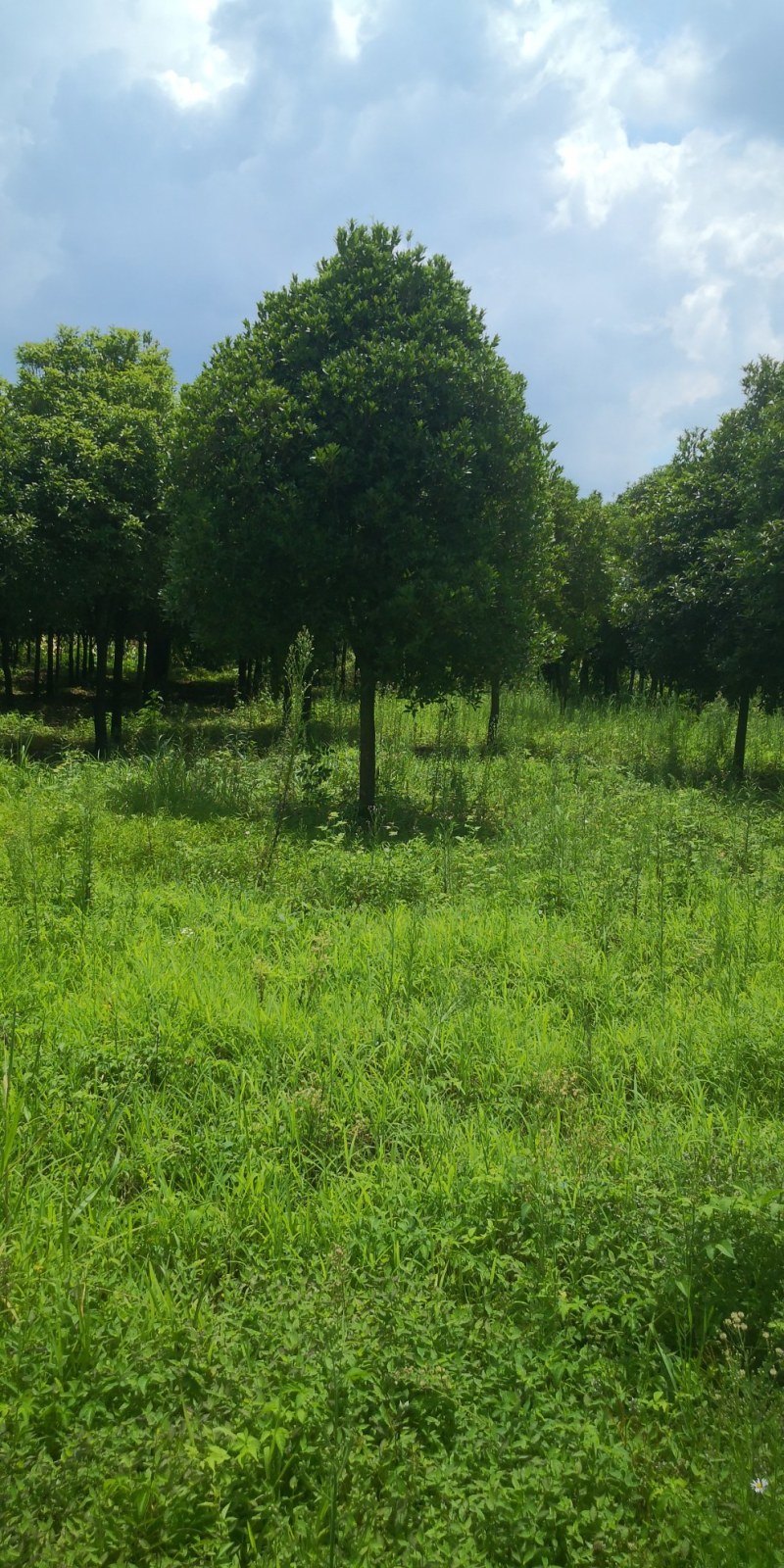 桂花树