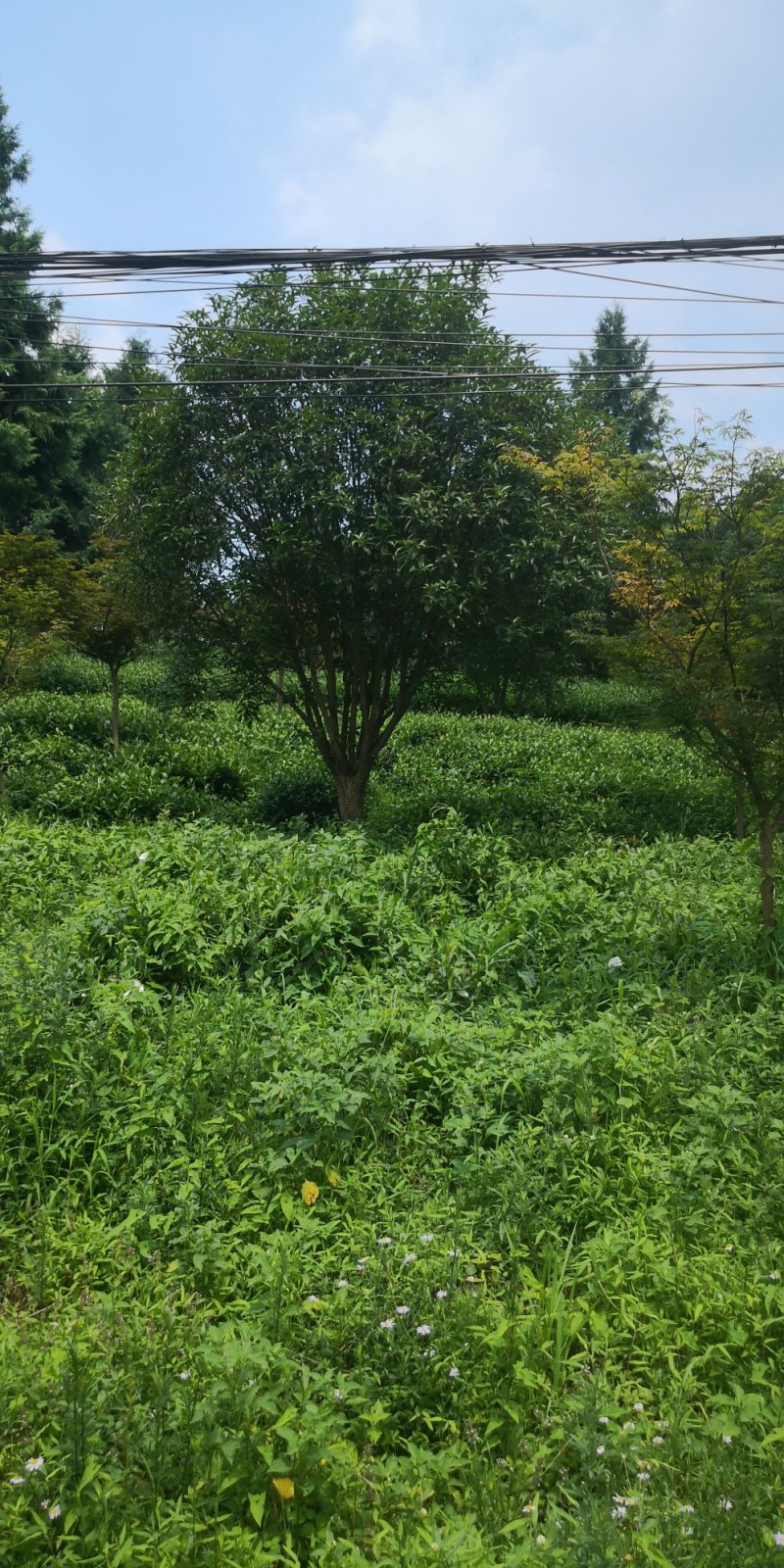 桂花树