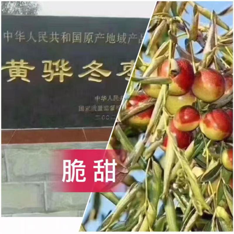 冬枣/河北沧州黄骅市冬枣/口感脆糖度高/大量上市