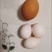 杂粮鸽子蛋