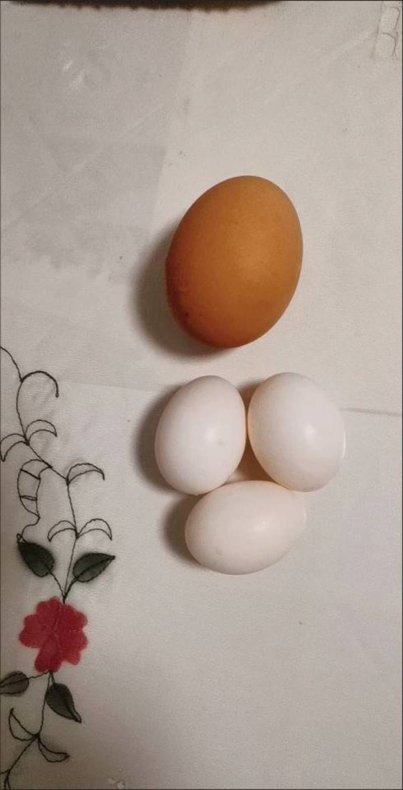 杂粮鸽子蛋