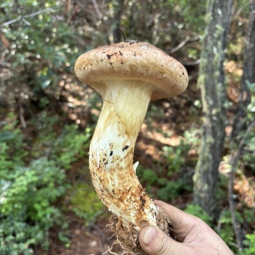 泸沽湖野生松茸