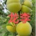 果园直发李子苗龙李优系蜂糖李西梅李味帝保真品种成活率