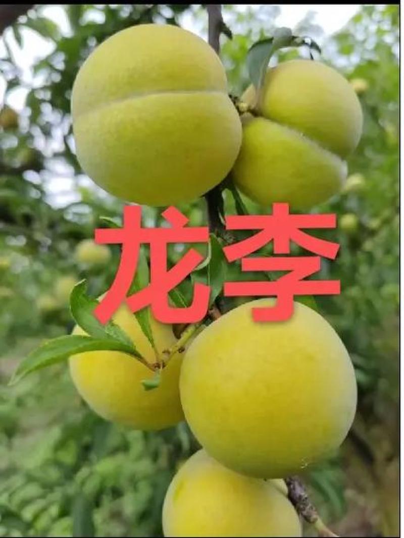 果园直发李子苗龙李优系蜂糖李西梅李味帝保真品种成活率