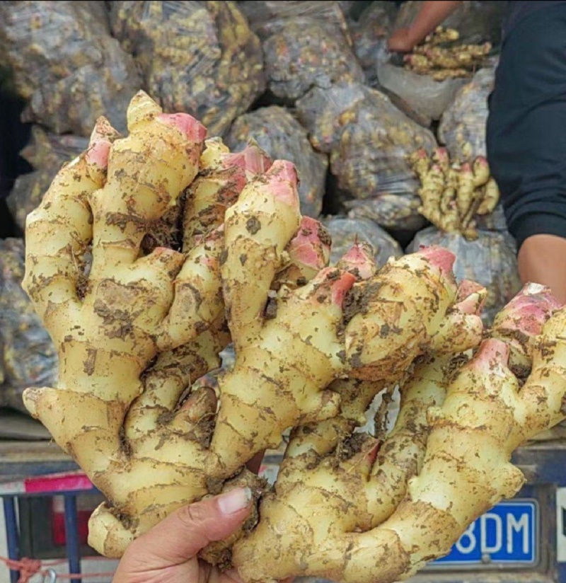 河南精品红芽鲜姜，品质保证价格优惠，产地直发，实力商家
