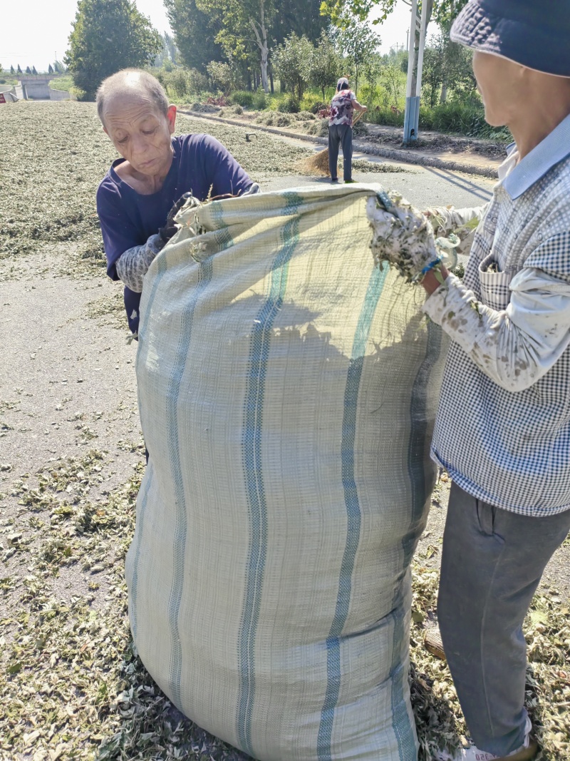 安阳精品艾叶一手货源诚信合作量大从优欢迎来电咨