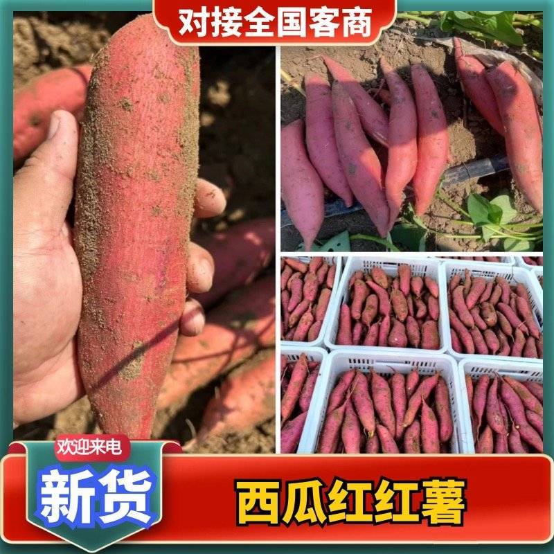 【红薯】西瓜红601蜜薯红皮红心品质保证对接全国