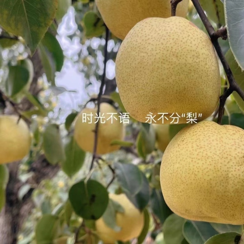 马村酥梨，皮薄肉厚，酥脆甘甜，欢迎老板采购咨询，