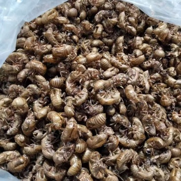 蝉蜕中药材新货水洗干净野生蝉蜕蝉壳蝉衣金蝉皮蝉虫衣散装