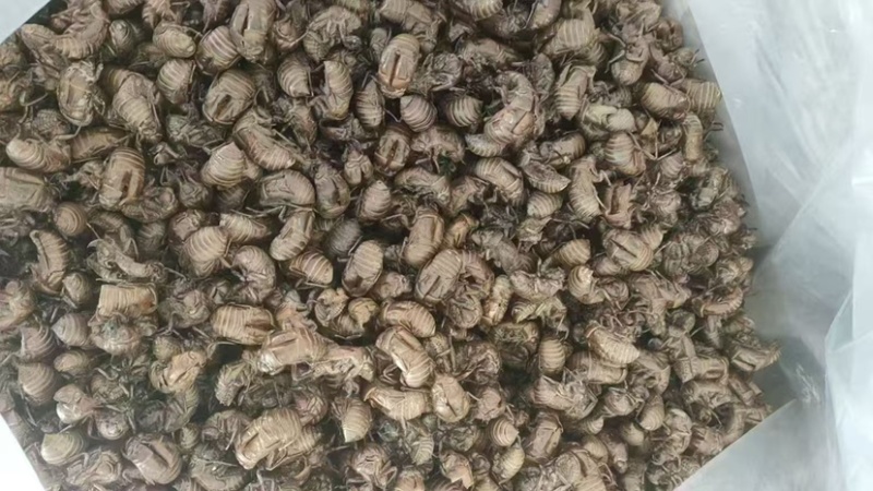 蝉蜕中药材新货水洗干净野生蝉蜕蝉壳蝉衣金蝉皮蝉虫衣散装