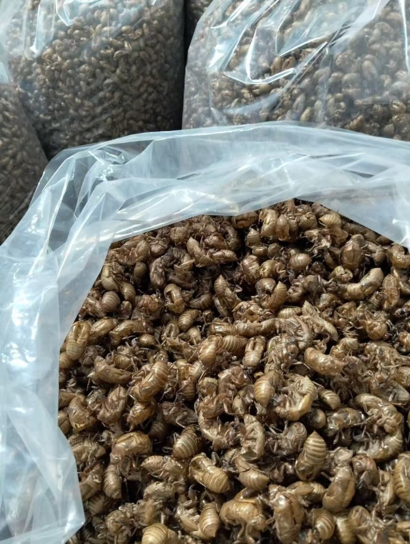 蝉蜕中药材新货水洗干净野生蝉蜕蝉壳蝉衣金蝉皮蝉虫衣散装