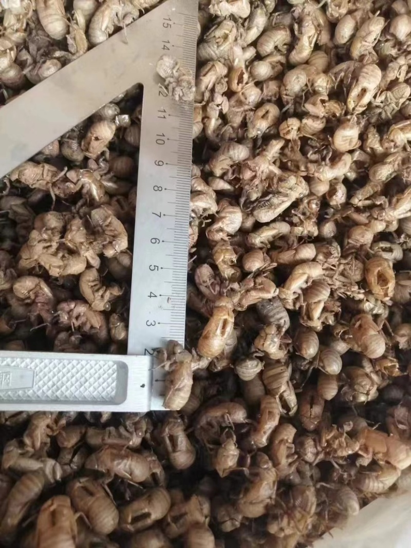 蝉蜕中药材新货水洗干净野生蝉蜕蝉壳蝉衣金蝉皮蝉虫衣散装
