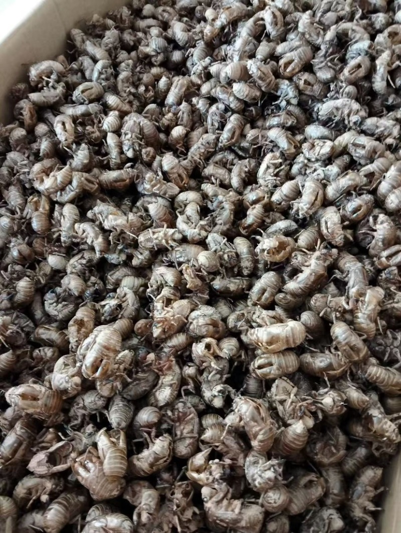 蝉蜕中药材新货水洗干净野生蝉蜕蝉壳蝉衣金蝉皮蝉虫衣散装