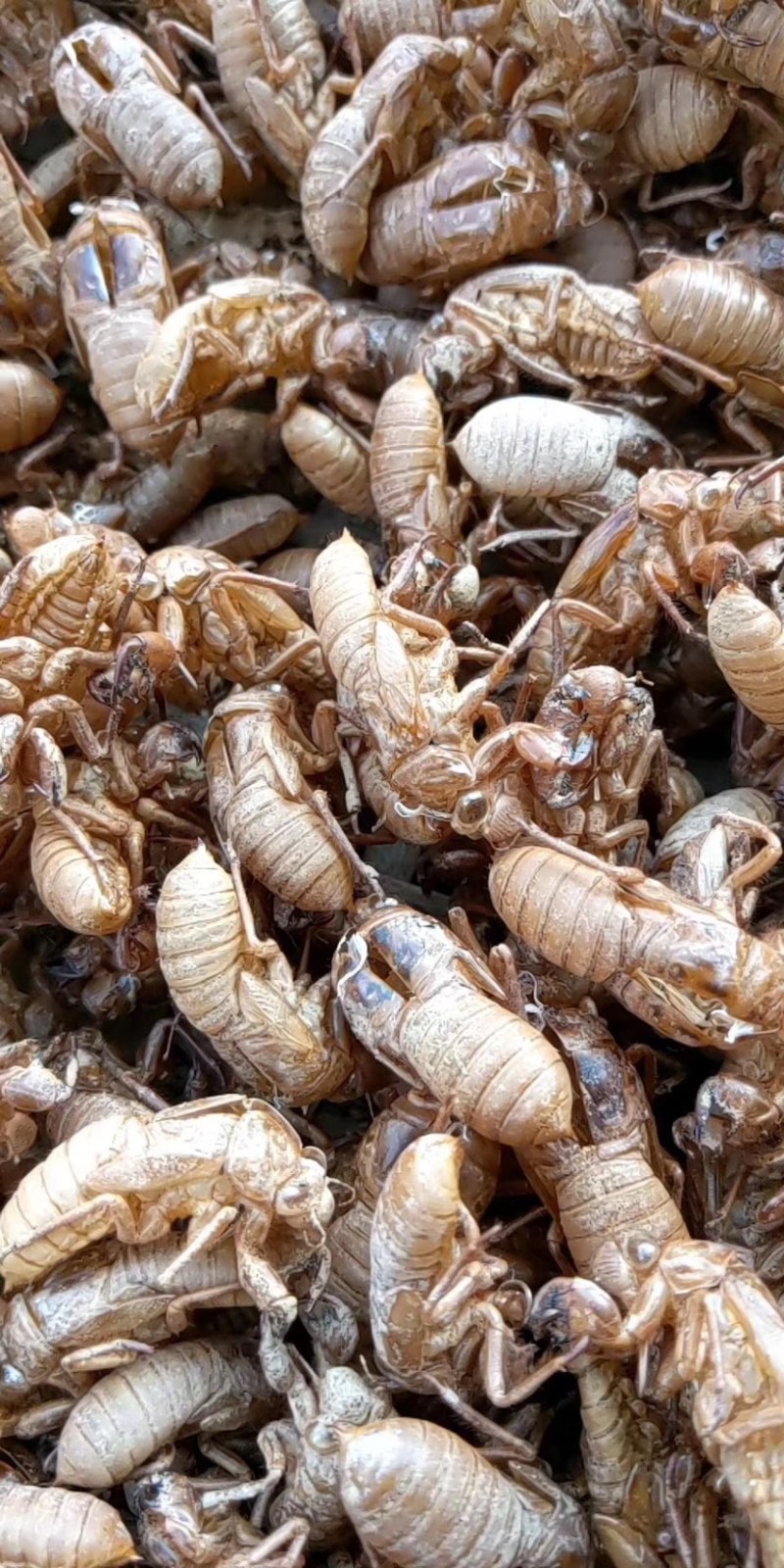 蝉蜕中药材新货水洗干净野生蝉蜕蝉壳蝉衣金蝉皮蝉虫衣散装