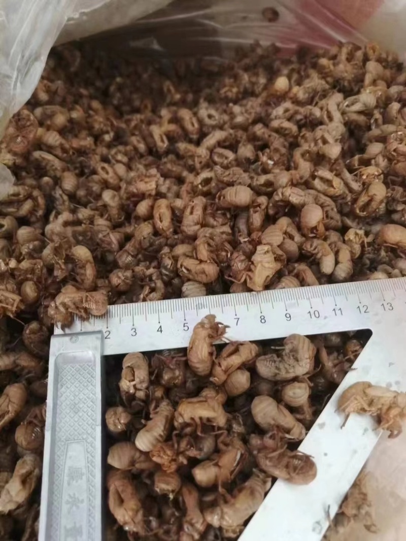 蝉蜕中药材新货水洗干净野生蝉蜕蝉壳蝉衣金蝉皮蝉虫衣散装