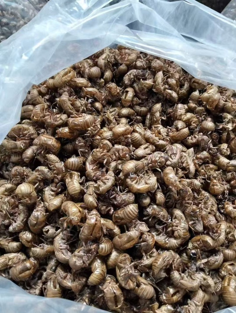 蝉蜕中药材新货水洗干净野生蝉蜕蝉壳蝉衣金蝉皮蝉虫衣散装