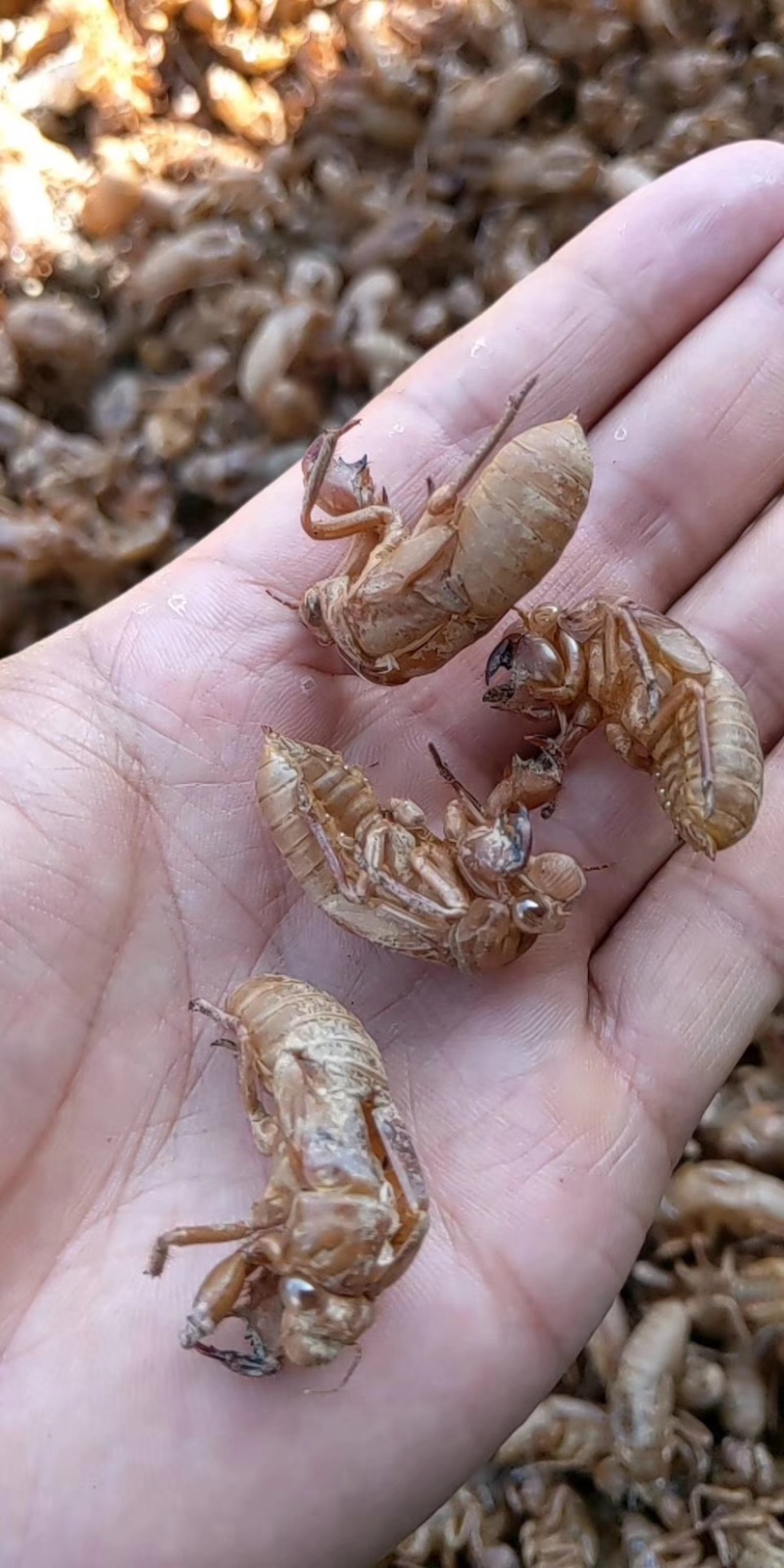 蝉蜕中药材新货水洗干净野生蝉蜕蝉壳蝉衣金蝉皮蝉虫衣散装