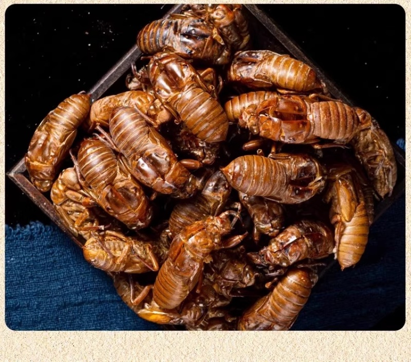 蝉蜕中药材新货水洗干净野生蝉蜕蝉壳蝉衣金蝉皮蝉虫衣散装