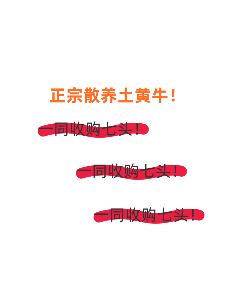 广东博罗横河正宗土黄牛-2牛妹，2公牛，3有孕母牛