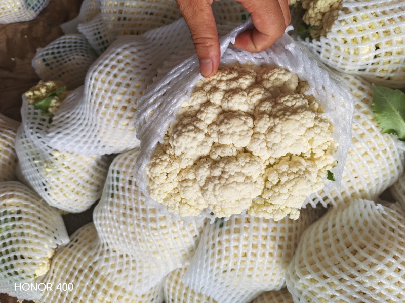 有机菜花大量供应