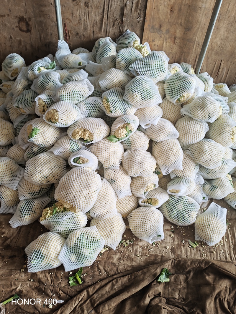 有机菜花大量供应