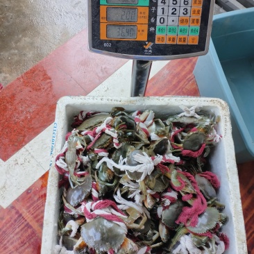 青蟹肉蟹膏蟹，规格4两至1斤可选，顺丰包邮
