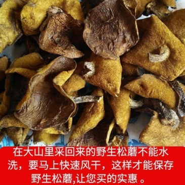 东北松蘑。