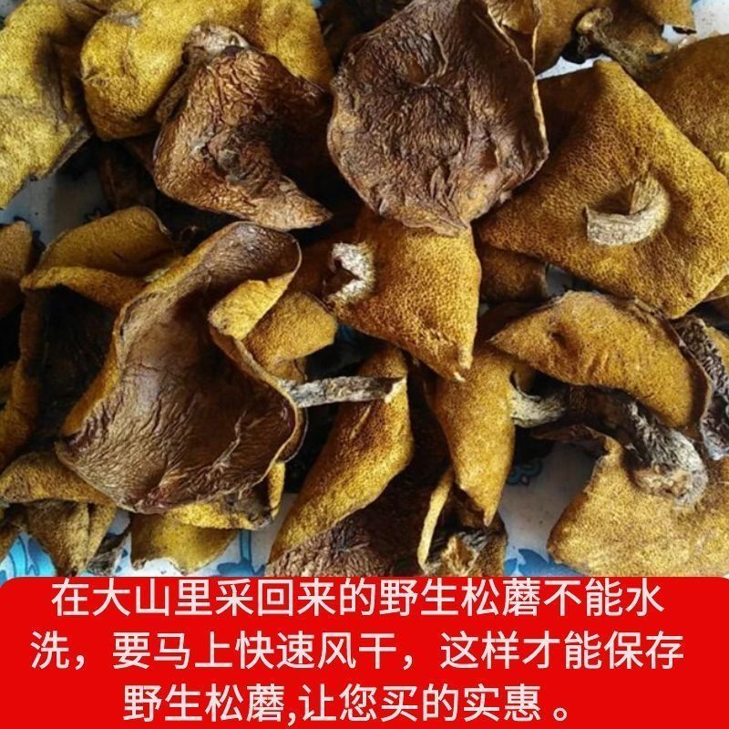 东北松蘑。