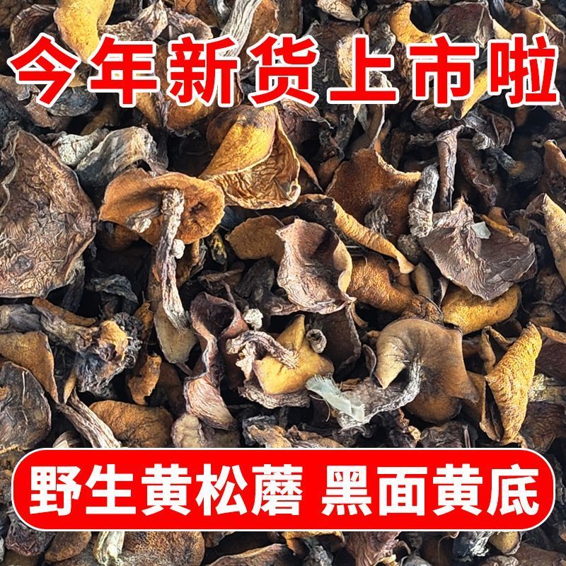 东北松蘑。