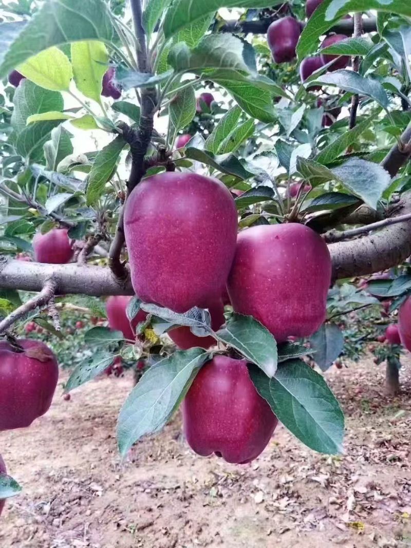 诚信经营，服务好每一位客户。