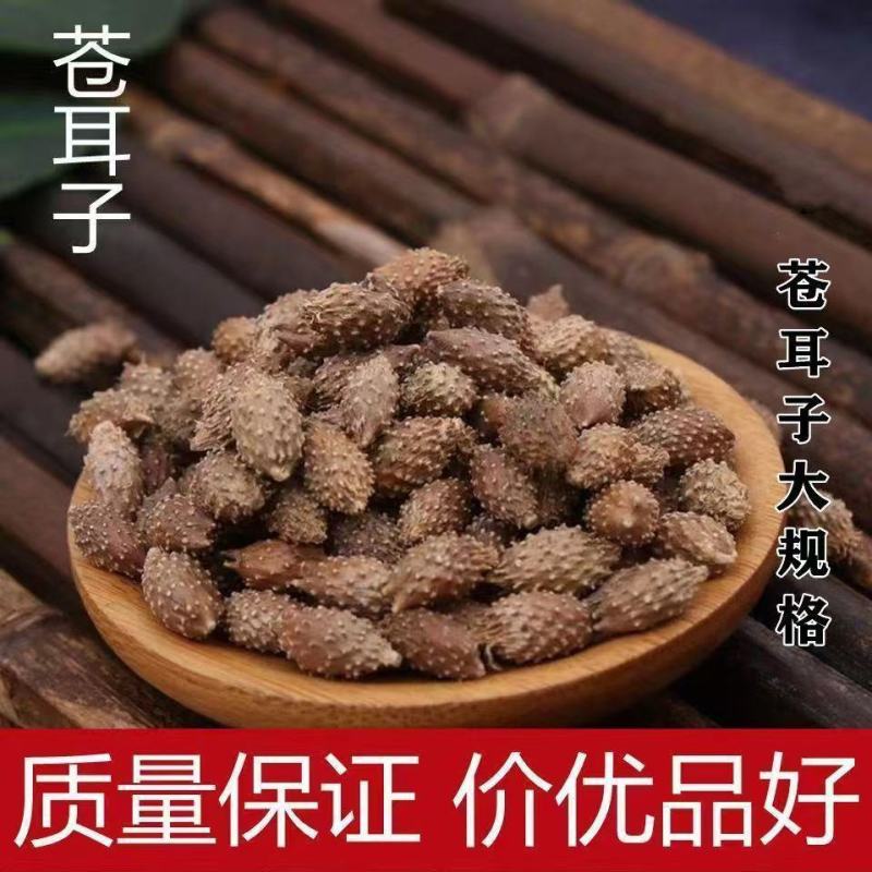 苍耳晒干苍耳子材正宗天然带刺新货成熟无刺头毛苍子干货